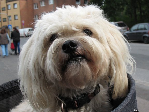 M&auml;xchen f�hrt Rad